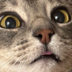 Meet your Posher, Pheebe